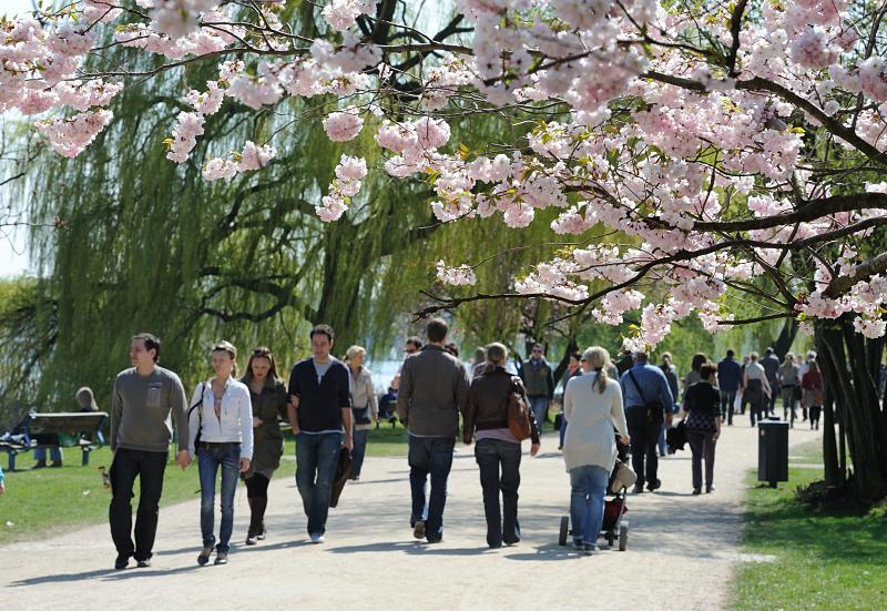 1280_2627 Sonntagsspaziergang unter Kirschblüten in der Hansestadt Hamuburg. | Bilder vom Fruehling in Hamburg; Vol. 1
